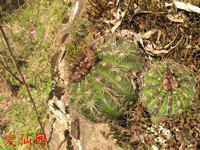 Parodia linkii