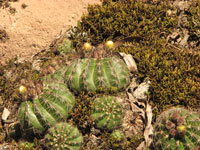 Parodia linkii