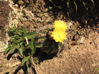 Parodia linkii