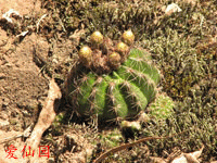 Parodia linkii