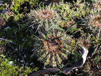 Parodia neoarechavaletae