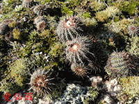 Parodia neoarechavaletae