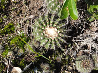 Parodia neoarechavaletae