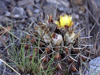 Parodia mammulosa subsp. submammulosa