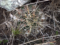 Parodia mammulosa subsp. submammulosa