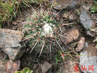 Parodia neoarechavaletae