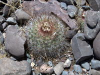 Parodia nivosa var. faustiana