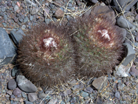 Parodia nivosa var. faustiana