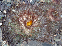 Parodia nivosa var. faustiana