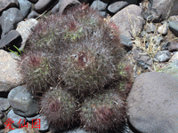 Parodia nivosa var. faustiana