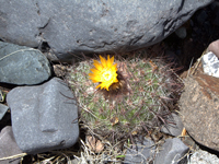 Parodia nivosa var. faustiana