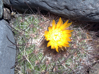 Parodia nivosa var. faustiana