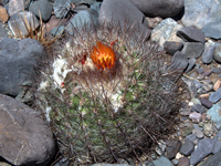 Parodia nivosa var. faustiana