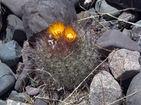 Parodia nivosa var. faustiana