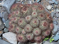 Parodia nivosa var. faustiana