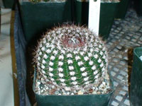 Parodia nothorauschii