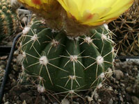 Parodia oxycostata