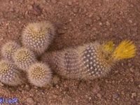 Parodia rechensis