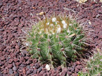 Parodia mammulosa subsp. brasilensis