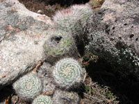 Parodia rudibuenekeri subsp. glomerata