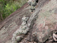 Parodia rudibuenekeri subsp. glomerata