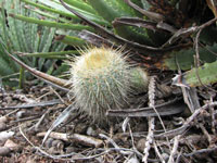 Parodia scopa subsp. neobuenekeri