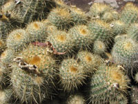 Parodia scopa subsp. neobuenekeri