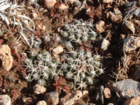 Pediocactus peeblesianus var. hurricanensis