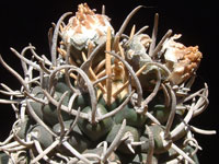 Pediocactus peeblesianus var. menzeli