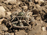 Pediocactus peeblesianus var. menzeli