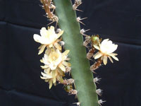 Peniocereus castellae