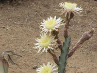 Peniocereus cuixmalensis