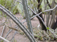 Peniocereus greggii var. transmontanus