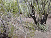 Peniocereus greggii var. transmontanus