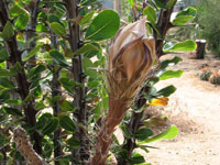 Peniocereus greggii var. transmontanus