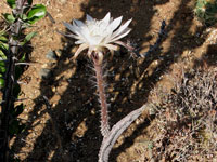 Peniocereus greggii var. transmontanus