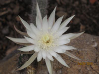 Peniocereus hirschtianus