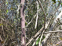 Pereskia bahiensis