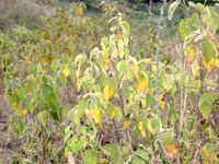 Pereskia horrida