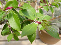 Pereskia zinniiflora