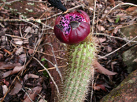 Pilosocereus aurisetus