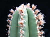 Pilosocereus floccosus