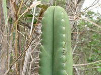 Pilosocereus floccosus subsp. quadricostatus