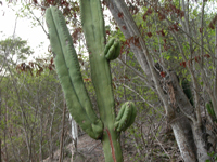 Pilosocereus floccosus subsp. quadricostatus