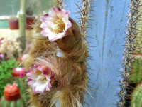 Pilosocereus fulvilanatus