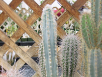 Pilosocereus glaucochrous