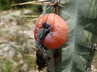 Pilosocereus pentaedrophorus