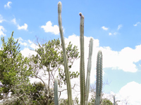 Pilosocereus pentaedrophorus