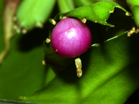 Pseudorhipsalis acuminata