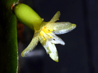 Pseudorhipsalis alata